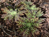 Podophyllum delavayi